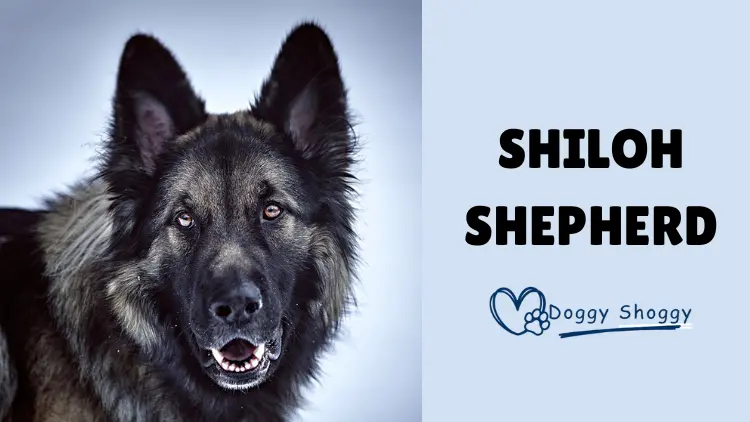 Shiloh Shepherd