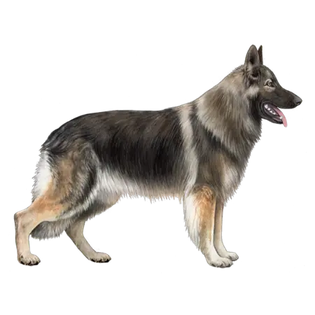 Shiloh Shepherd