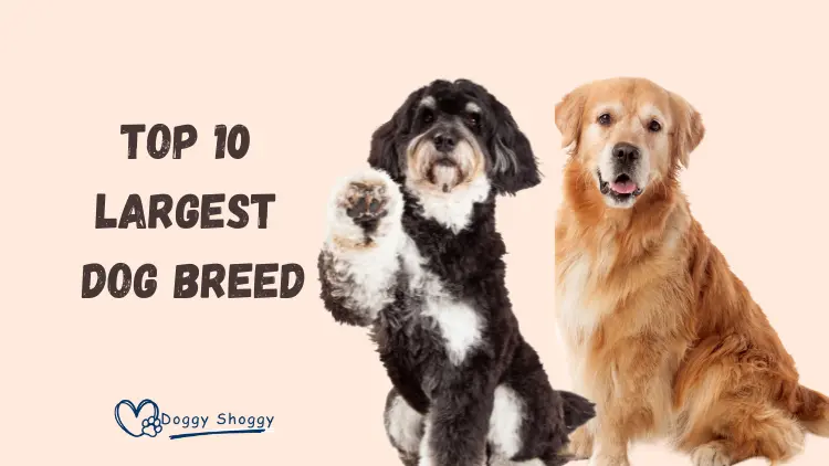 largest dog breeds