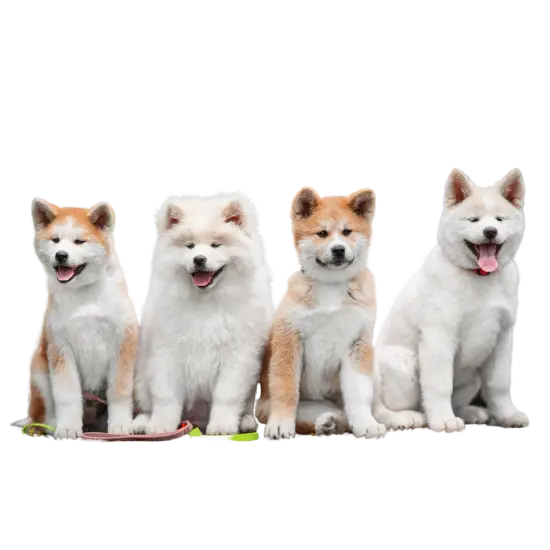 Akitas