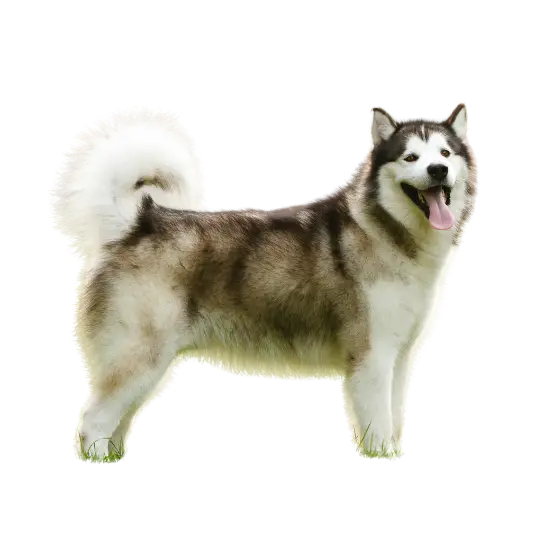 Alaskan Malamutes