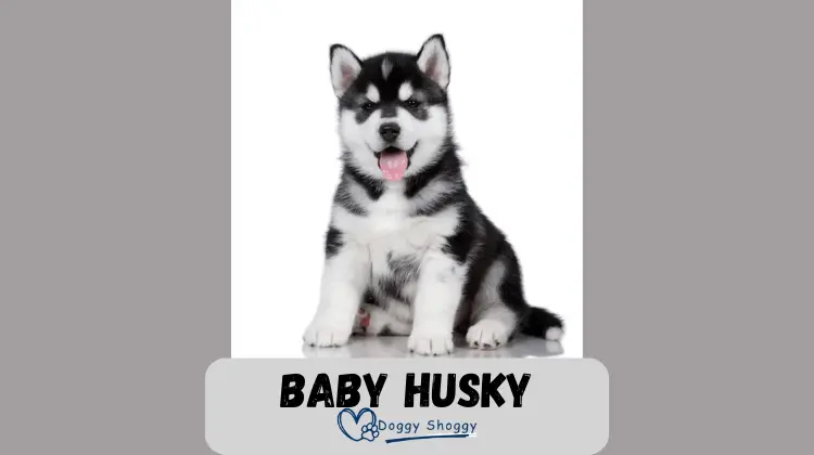 Baby husky