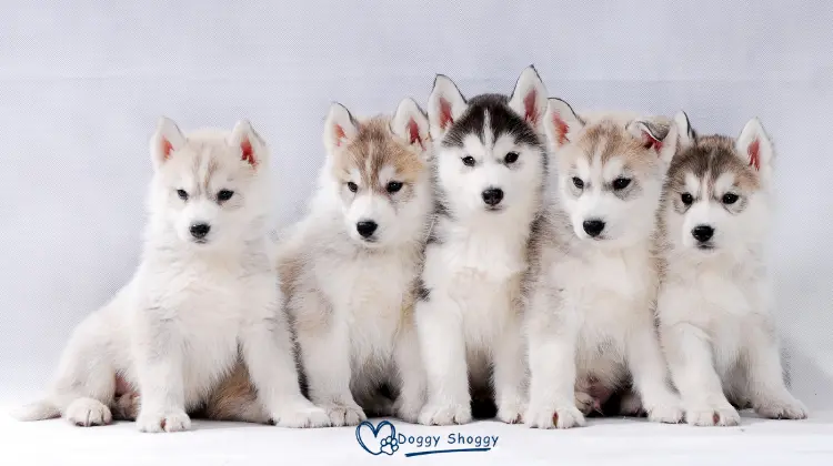 Baby Husky