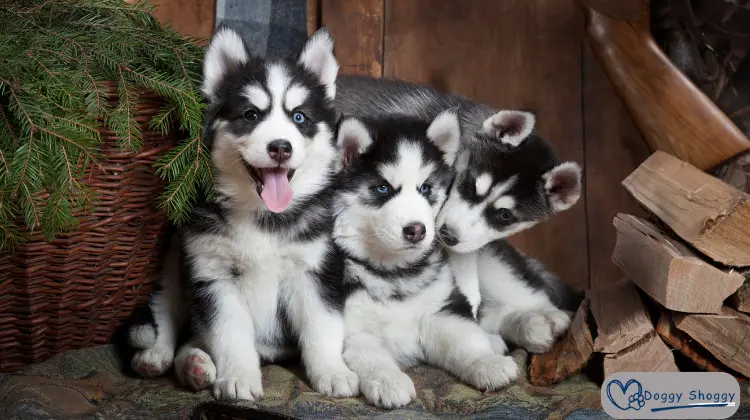 Fun Facts About Baby Huskies