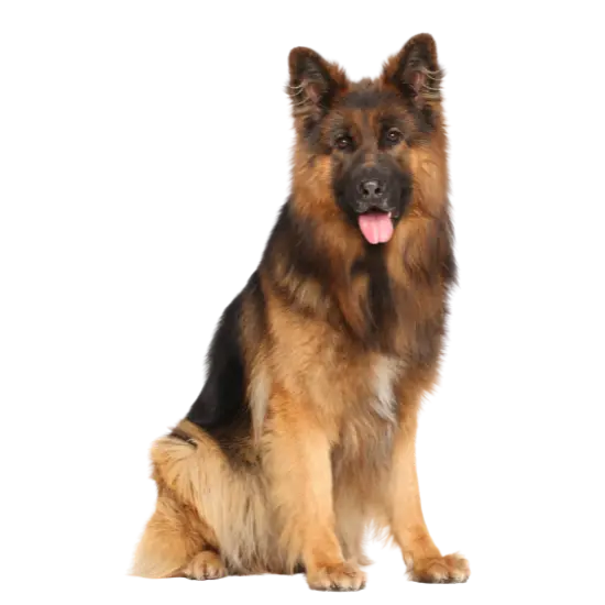 German Shepherds