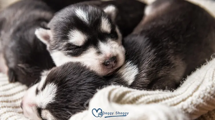 Grooming Requirements for Baby Huskies