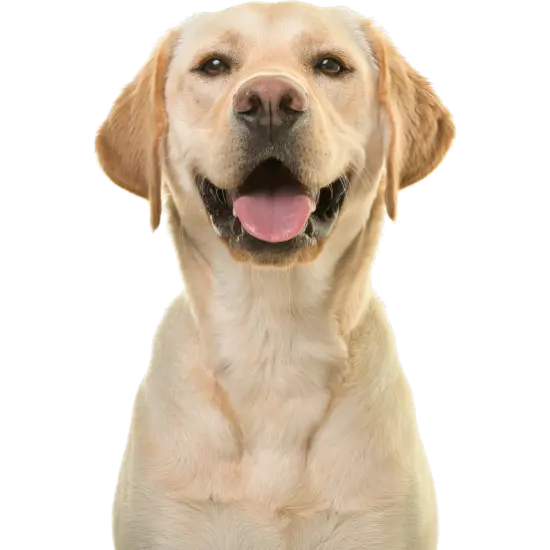 Labrador Retrievers