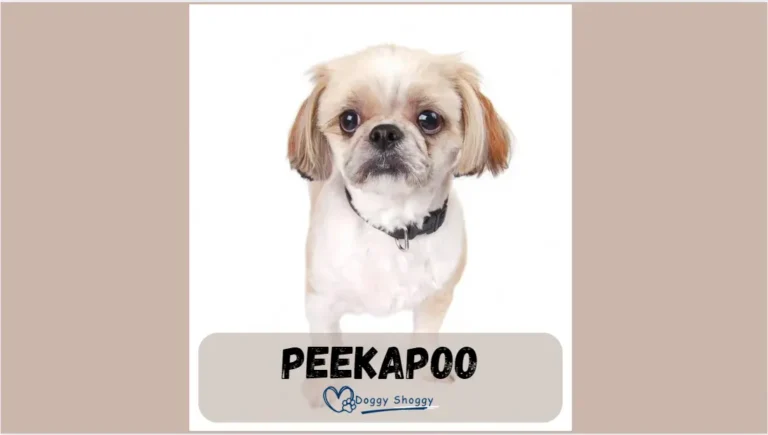 PEEKAPOO