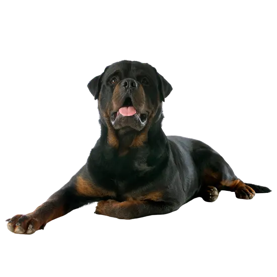 Rottweilers