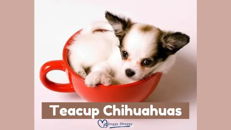 Teacup Chihuahuas