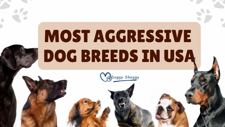 most aggressive dog breeds in usa