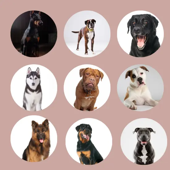 Most Aggressive Dog Breeds