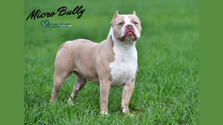 Characteristics of a Micro Bully