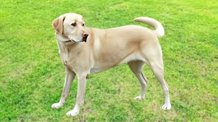 Dog Breeds in India