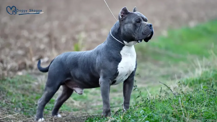 Micro Bully