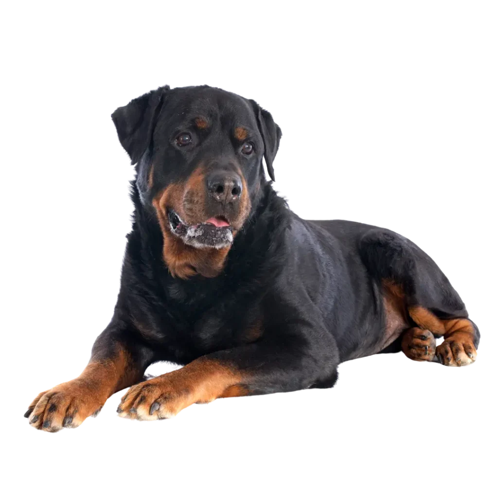 Rottweiler Dog Price