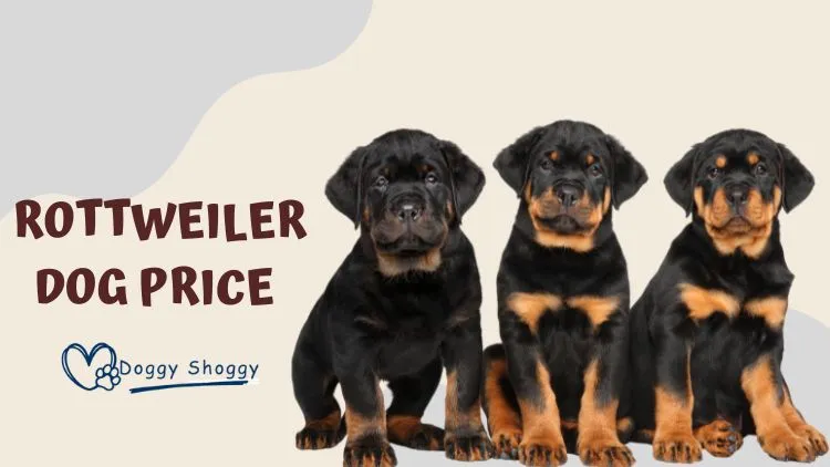 Rottweiler Dog Price 