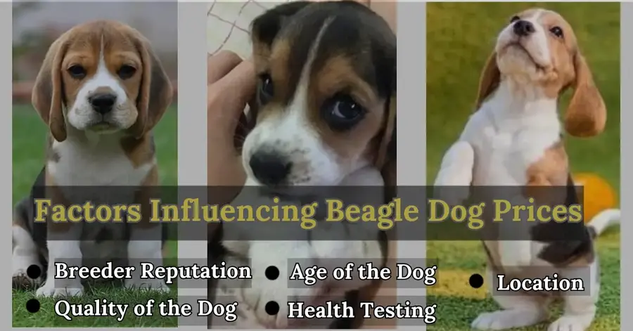 beagle dog price 