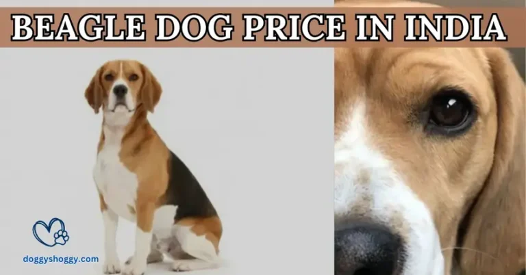 beagle dog price